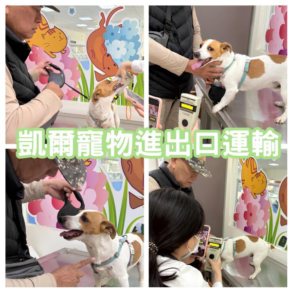 2025/02/21『中國』傑克羅素犬與主人一同飛中國過退休生活啦~~~~~